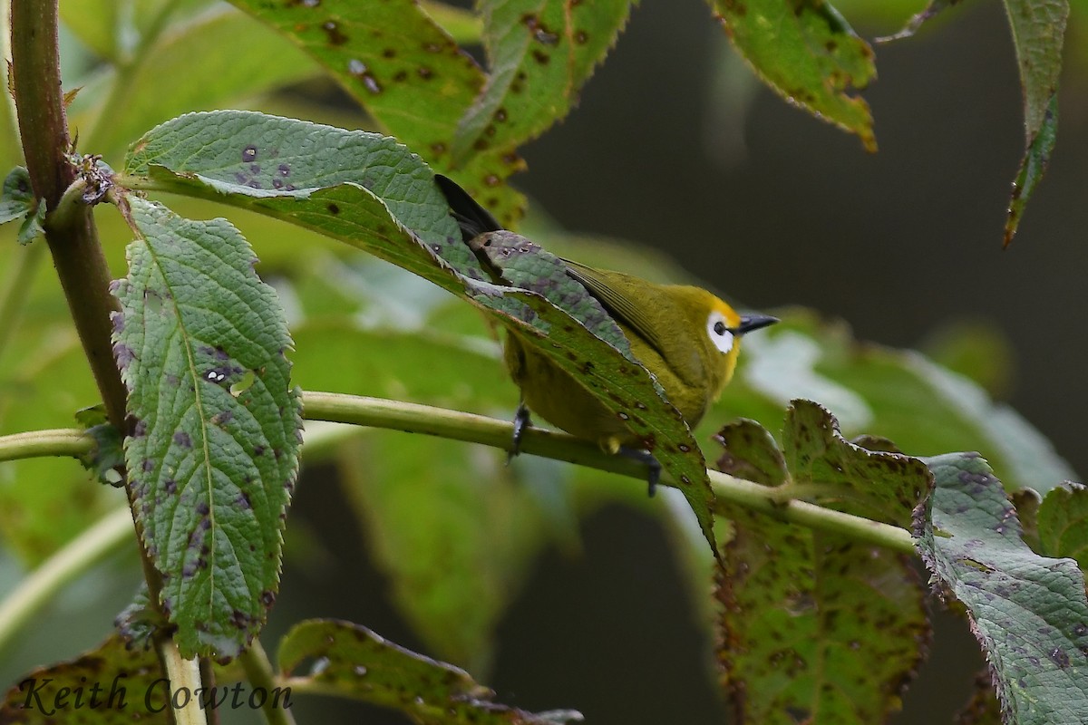 Kikuyu White-eye - ML612836131