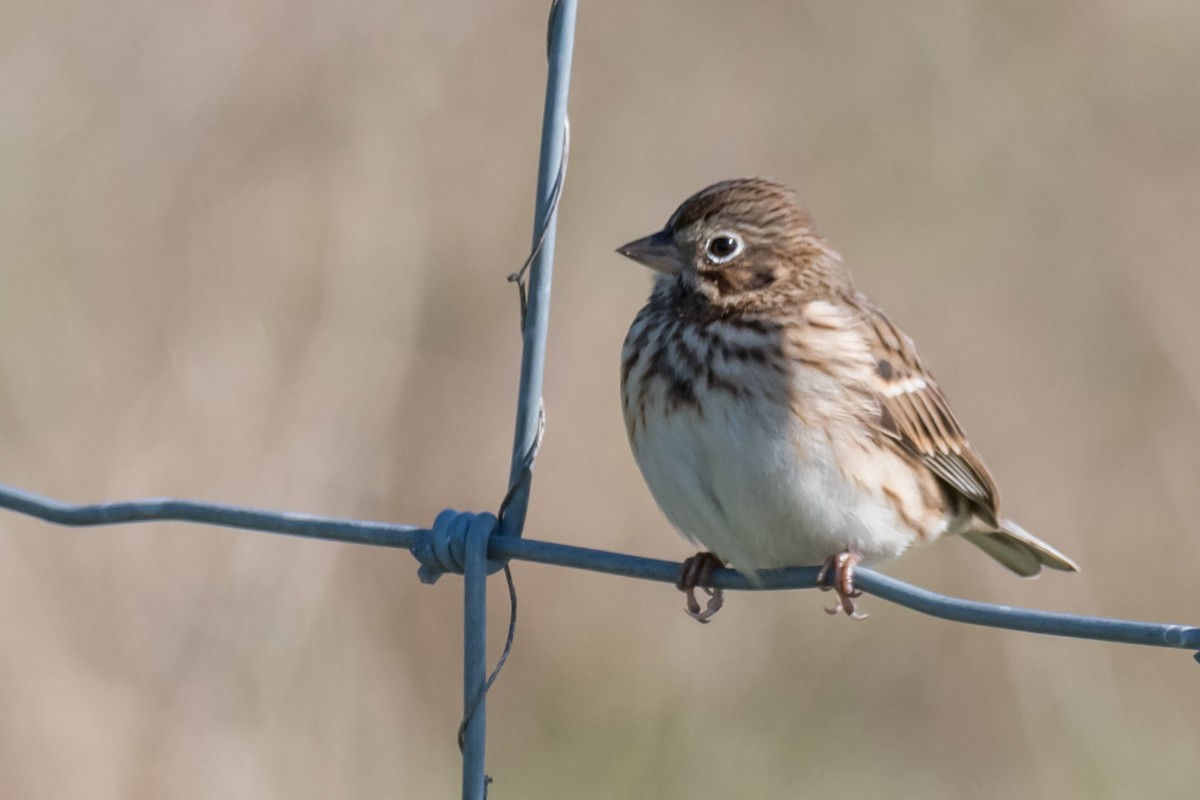 Vesper Sparrow - ML612836163