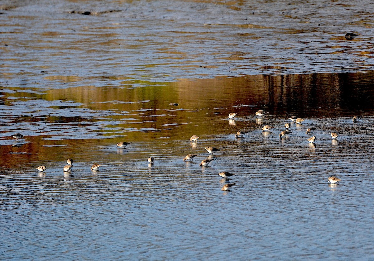 Least Sandpiper - g.a. murayama