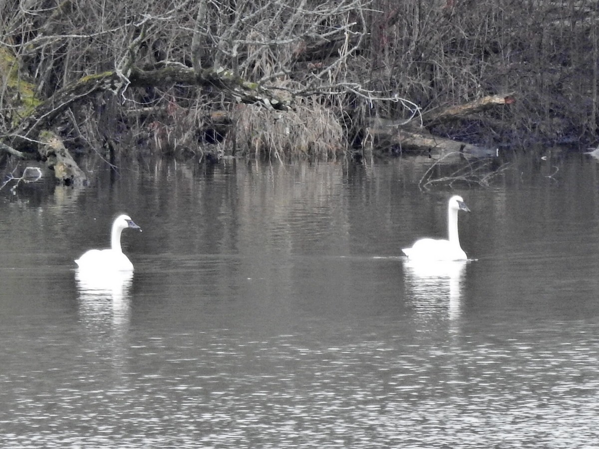 Trumpeter Swan - Jeff Goff