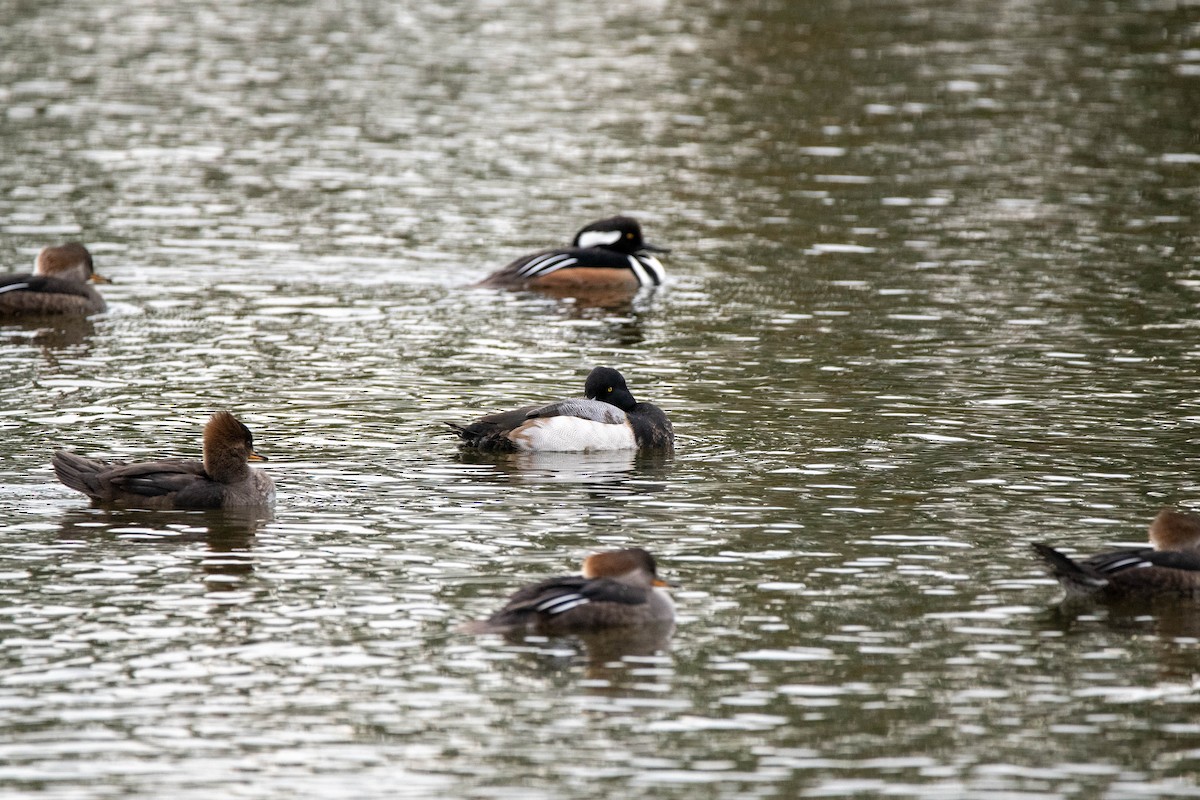 Greater Scaup - ML612836289