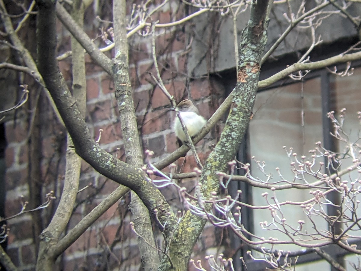 Ash-throated Flycatcher - ML612836291