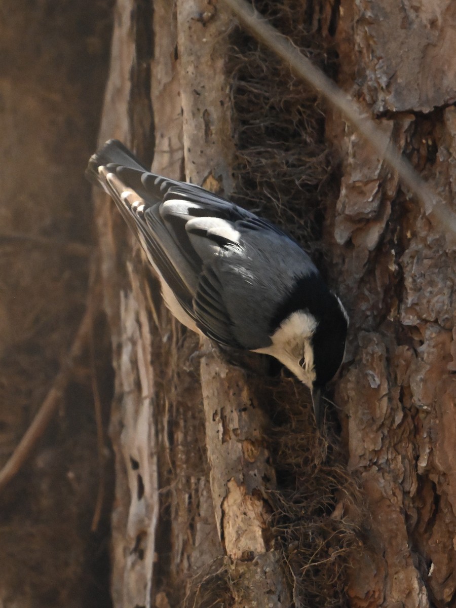 White-breasted Nuthatch - ML612836303