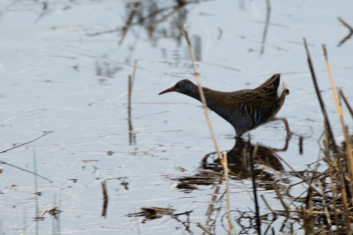 Water Rail - ML612836316