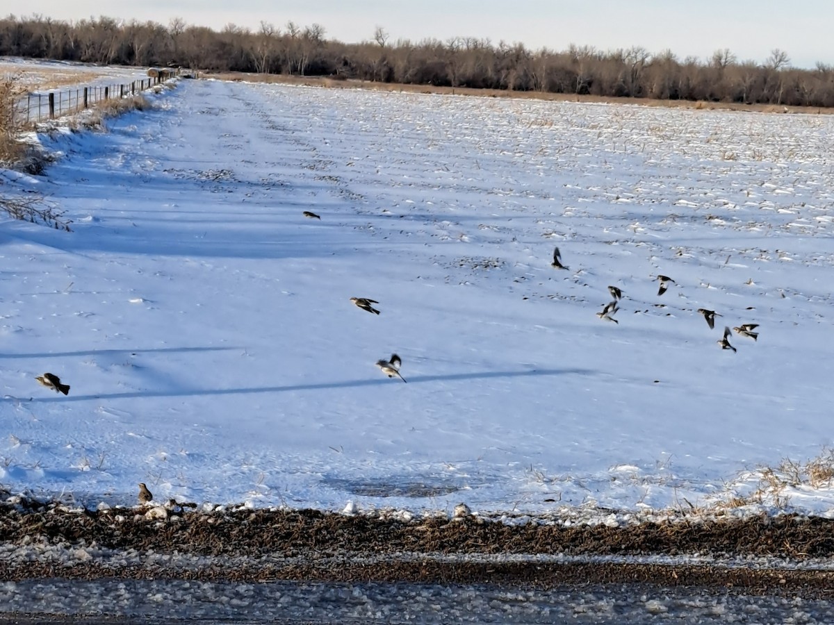 Snow Bunting - ML612836319