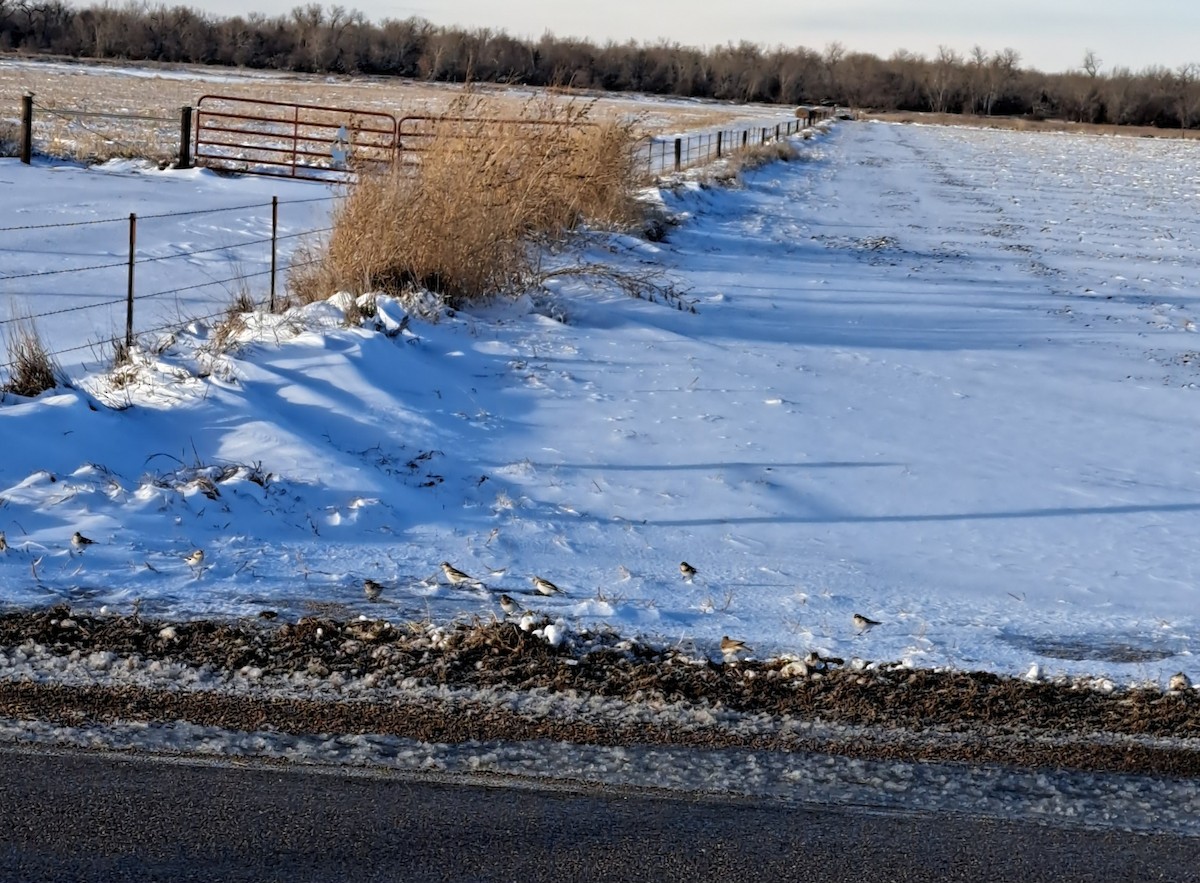 Snow Bunting - ML612836320