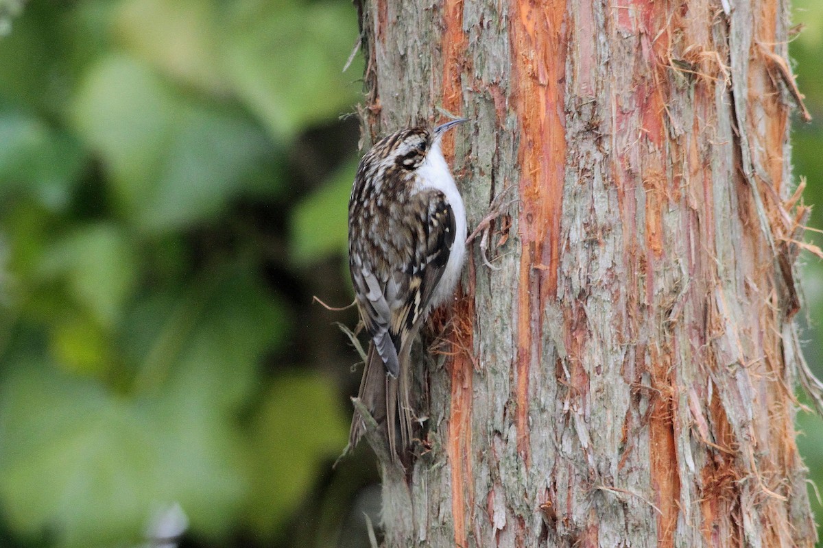 Eurasian Treecreeper - Rainer Seifert