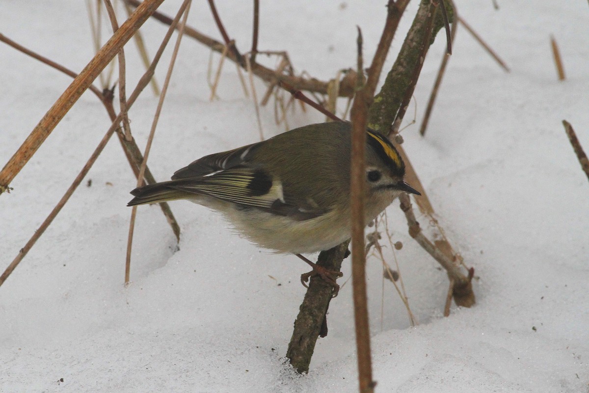 Wintergoldhähnchen - ML612836336