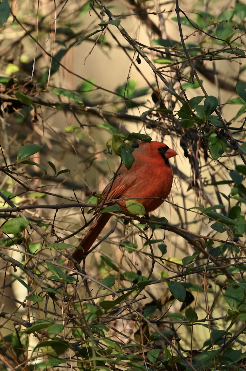 Northern Cardinal - ML612836388