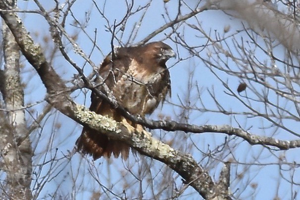 Red-tailed Hawk - Derek Hudgins