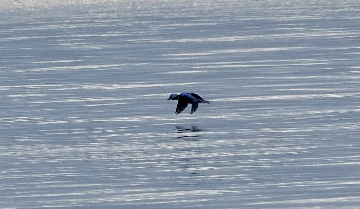 Bufflehead - L&J Meyer