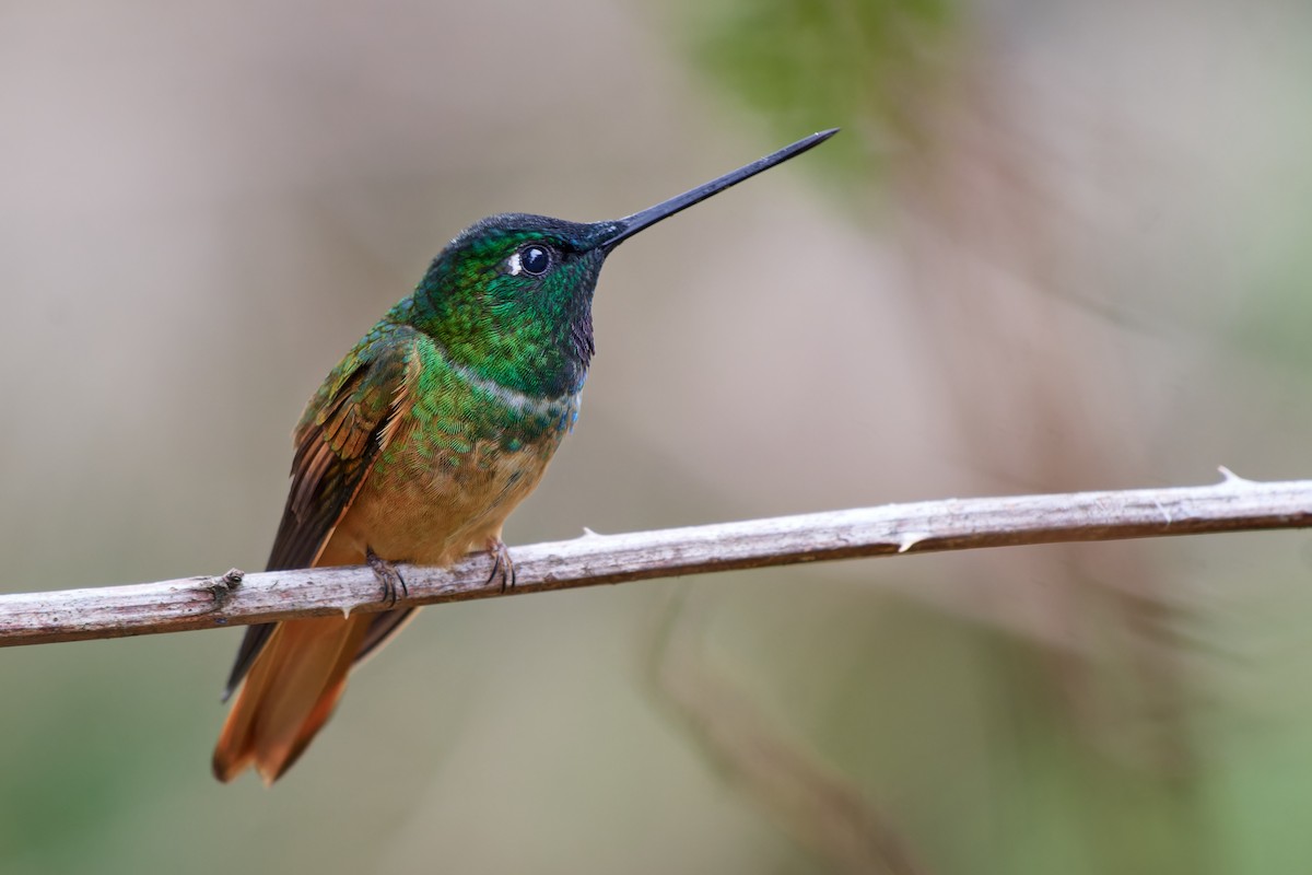 Violet-throated Starfrontlet (Bolivian) - ML612836436