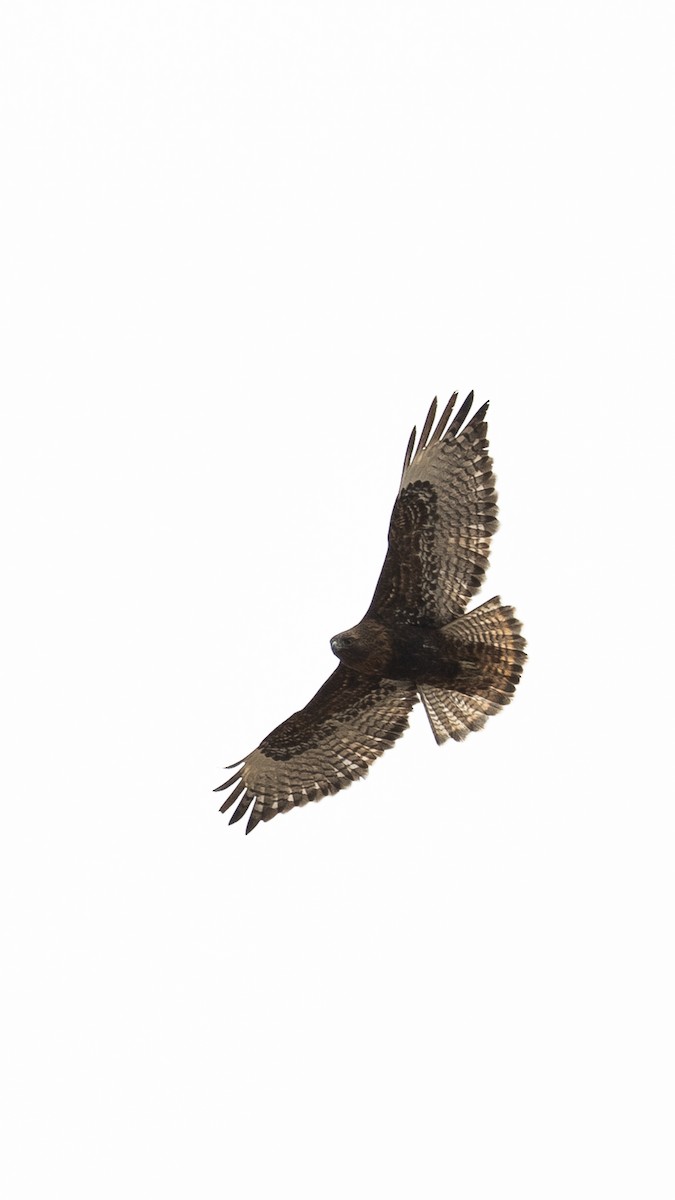 Red-tailed Hawk - ML612836438