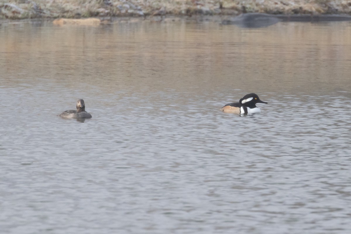 Hooded Merganser - ML612836450