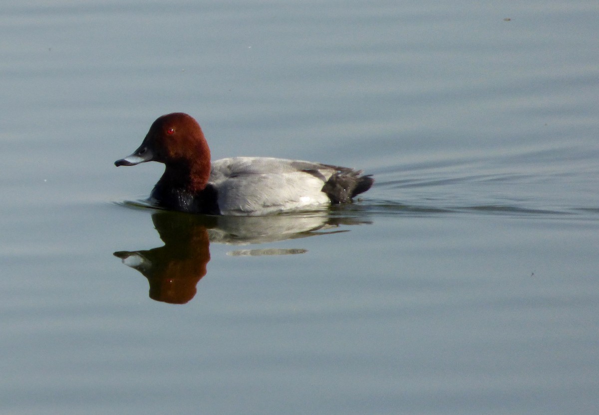 Common Pochard - ML612836507