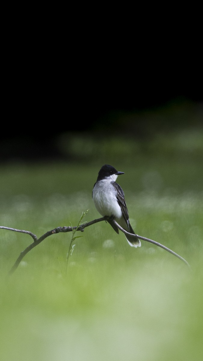 Eastern Kingbird - ML612836512