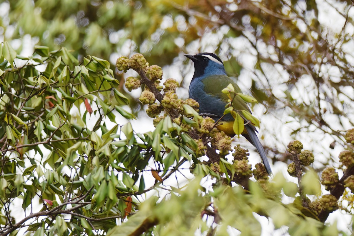 Eastern Crested Berrypecker - ML612836524