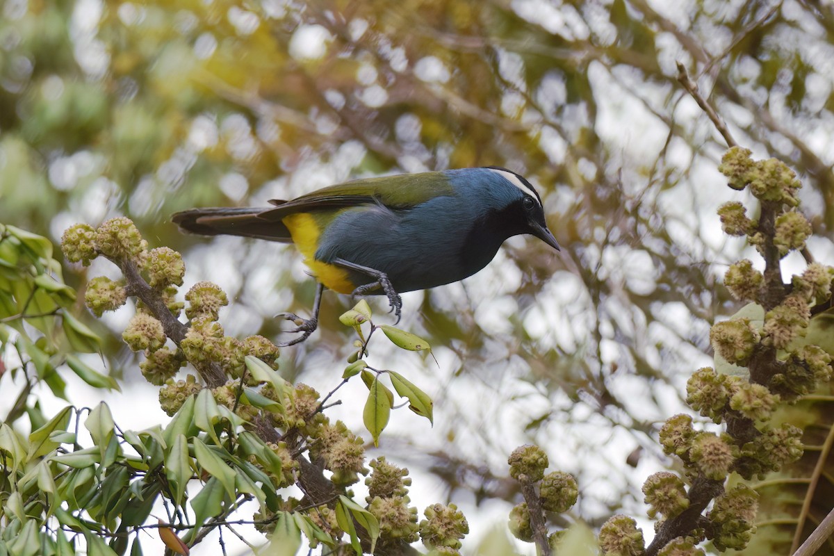 Eastern Crested Berrypecker - ML612836525