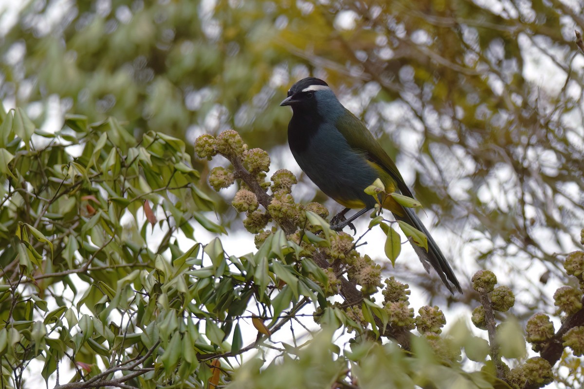 Eastern Crested Berrypecker - ML612836526