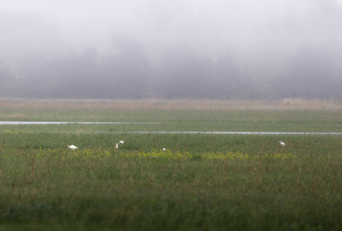 Western Cattle Egret - ML612836531