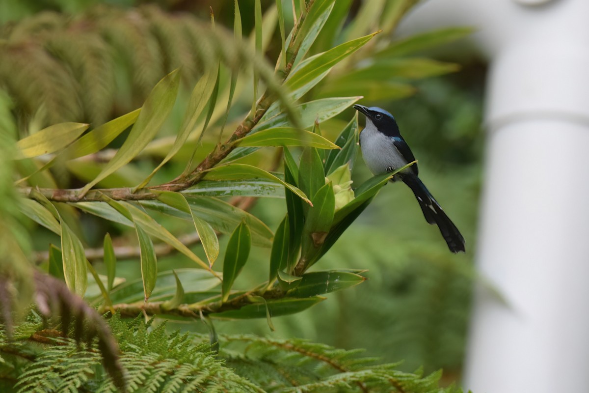 Fan-tailed Berrypecker - ML612836550