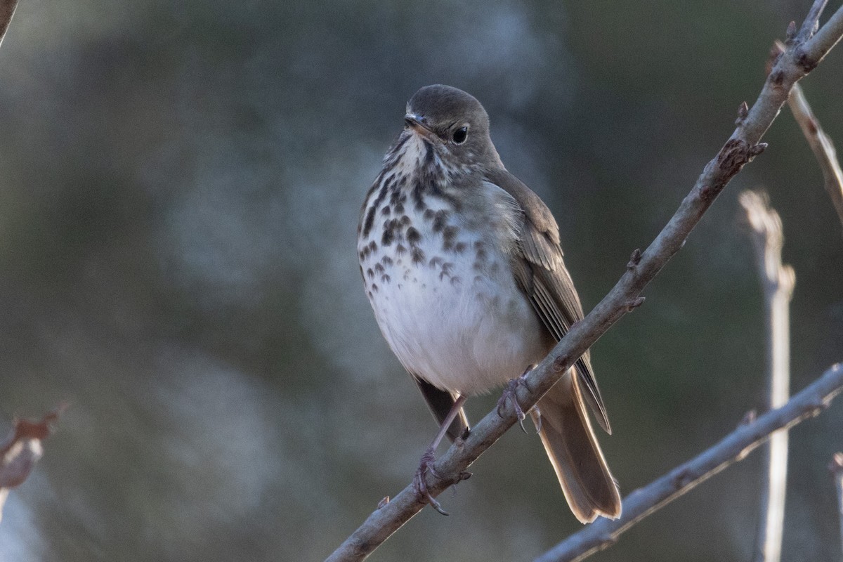 Hermit Thrush - ML612836575