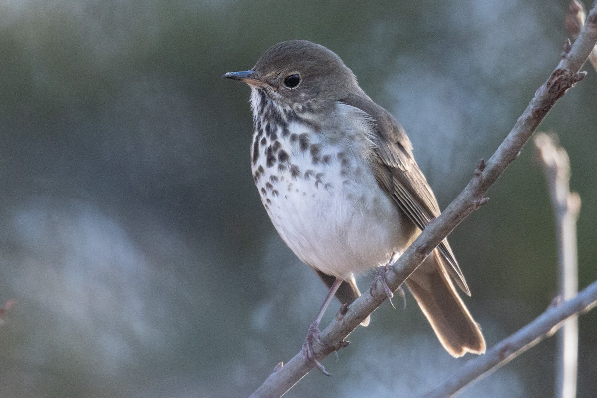 Hermit Thrush - ML612836576