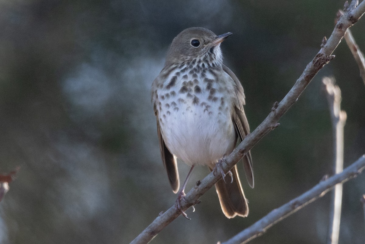 Hermit Thrush - ML612836577