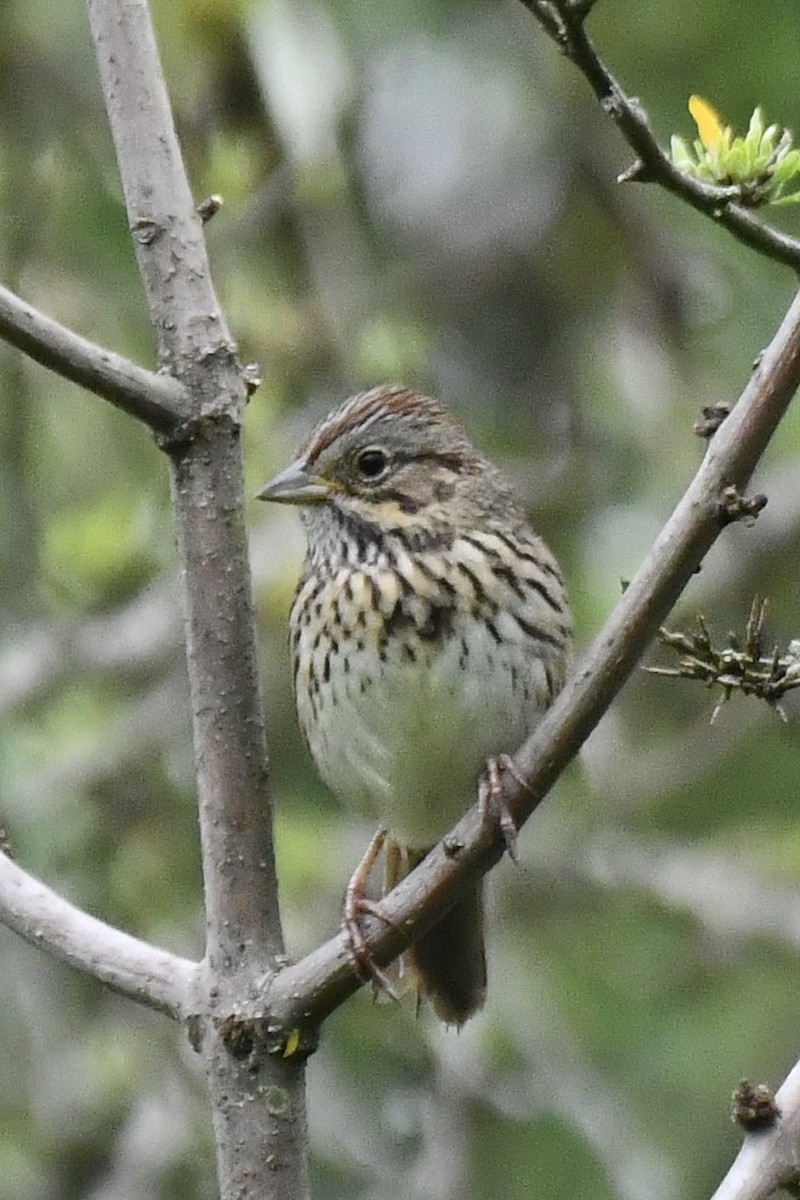 Lincoln's Sparrow - ML612836582