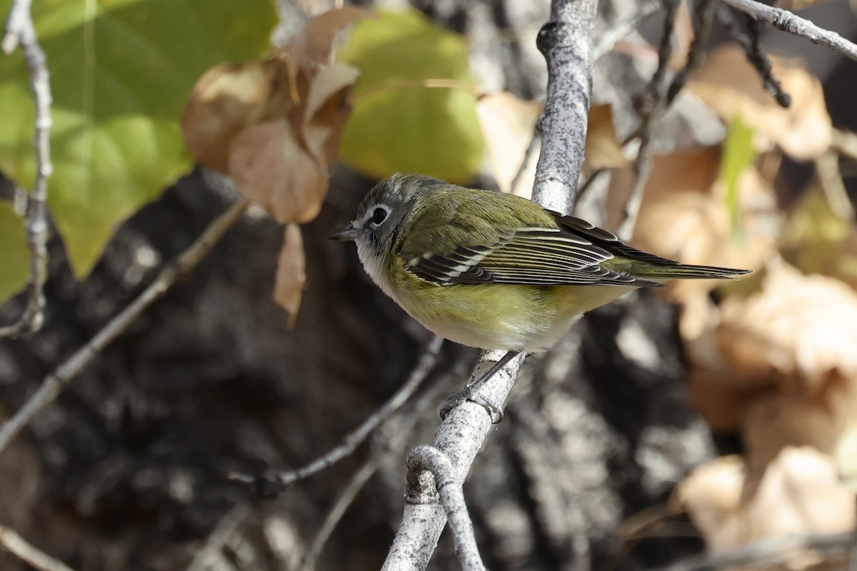 Cassin's Vireo - ML612836586