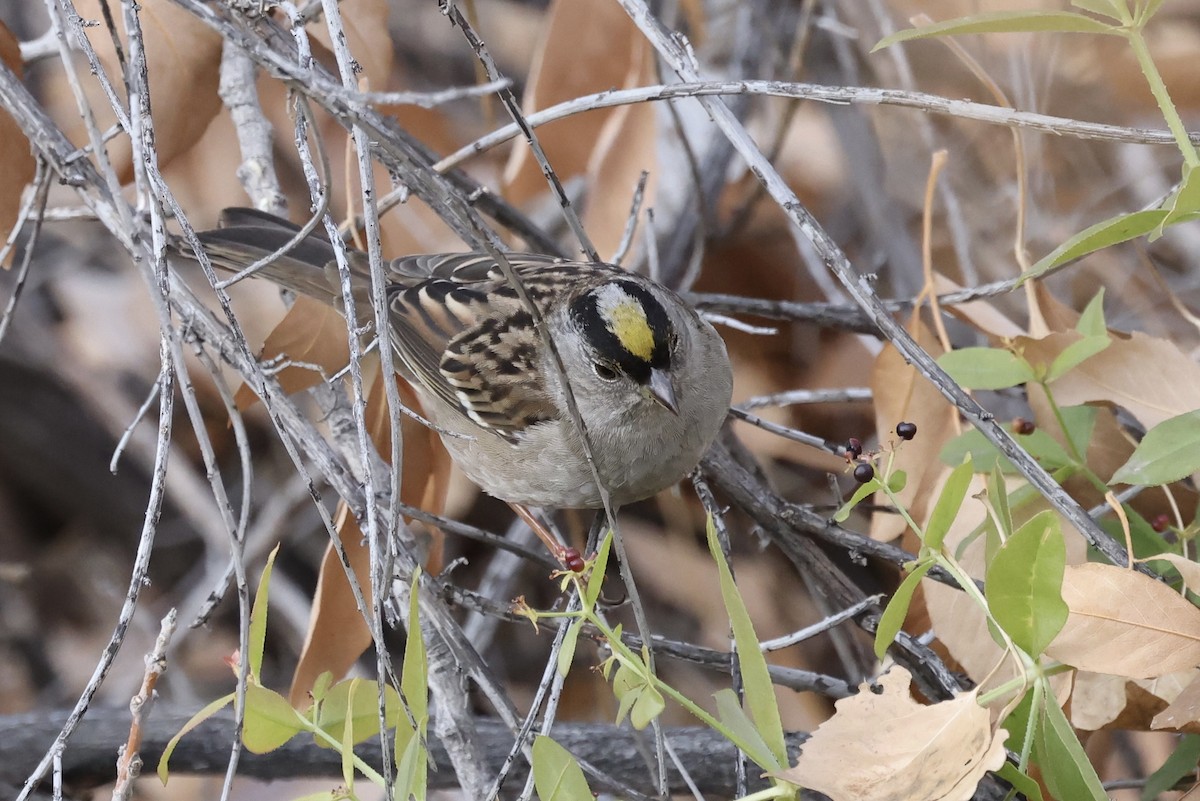 Golden-crowned Sparrow - ML612836610