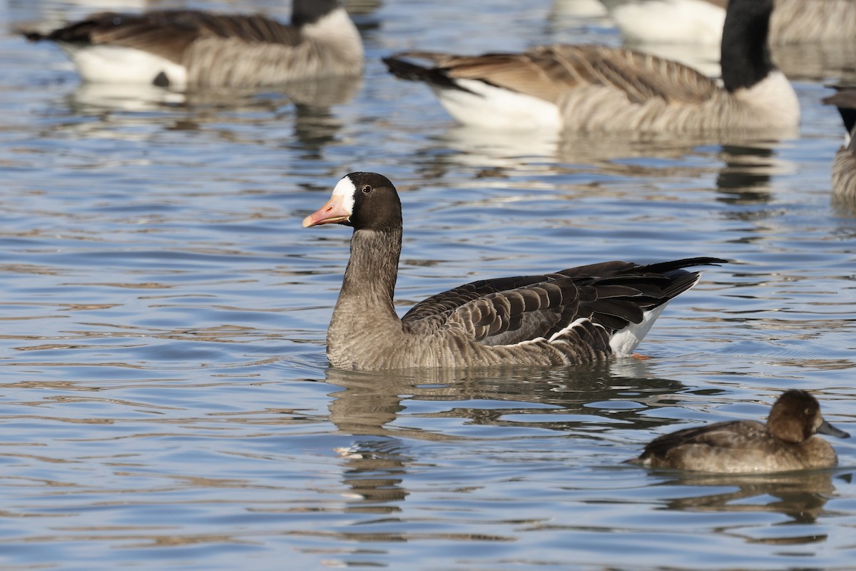 Greater White-fronted Goose - ML612836721