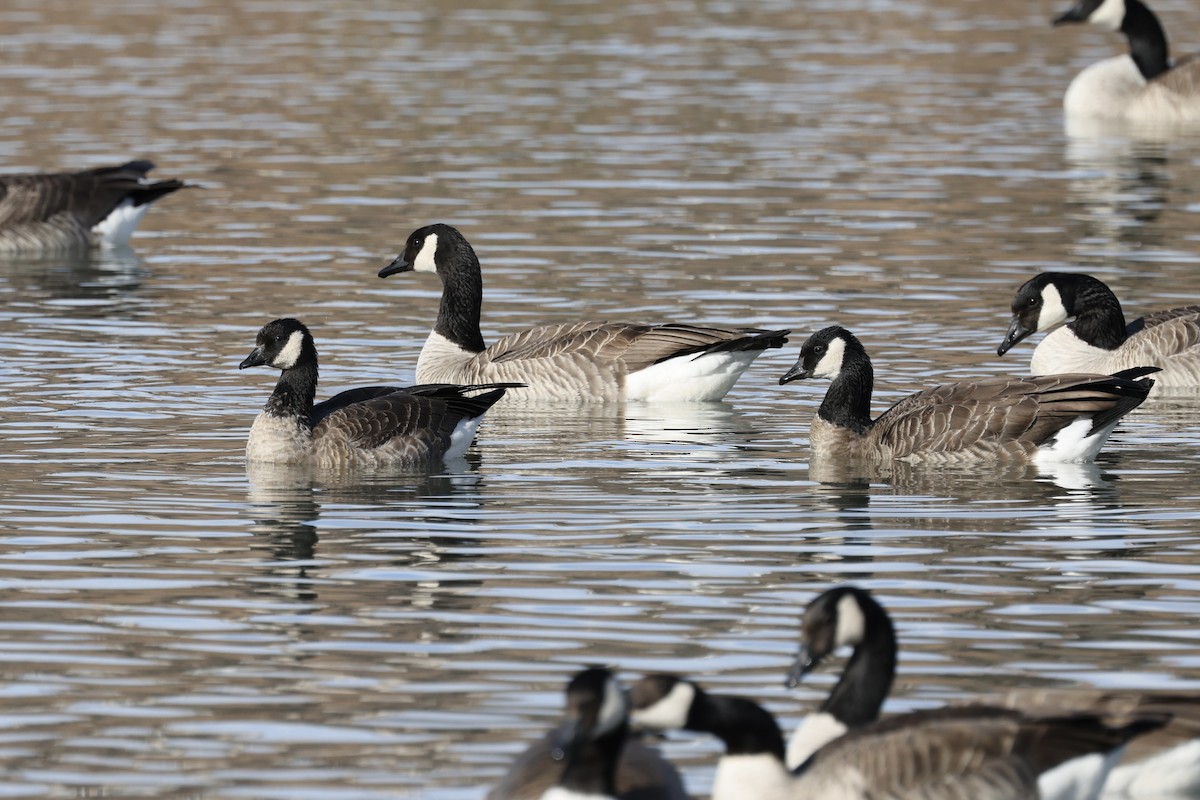 Cackling Goose - ML612836733