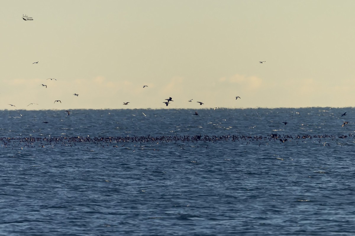 Cormorán Orejudo - ML612836765