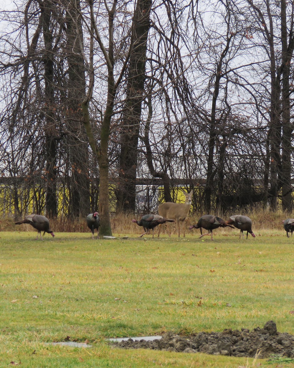 Wild Turkey - ML612836768