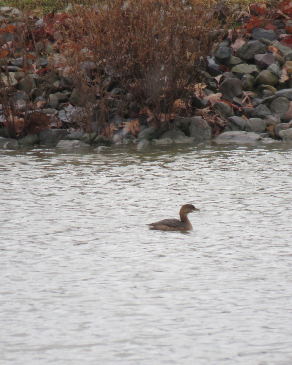 Pied-billed Grebe - Rich & Karen Kassouf