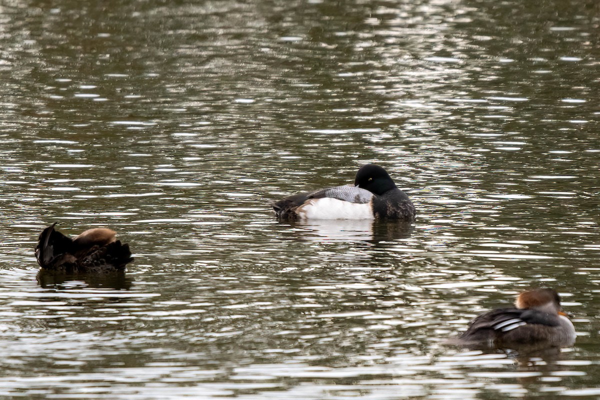 Greater Scaup - ML612836833