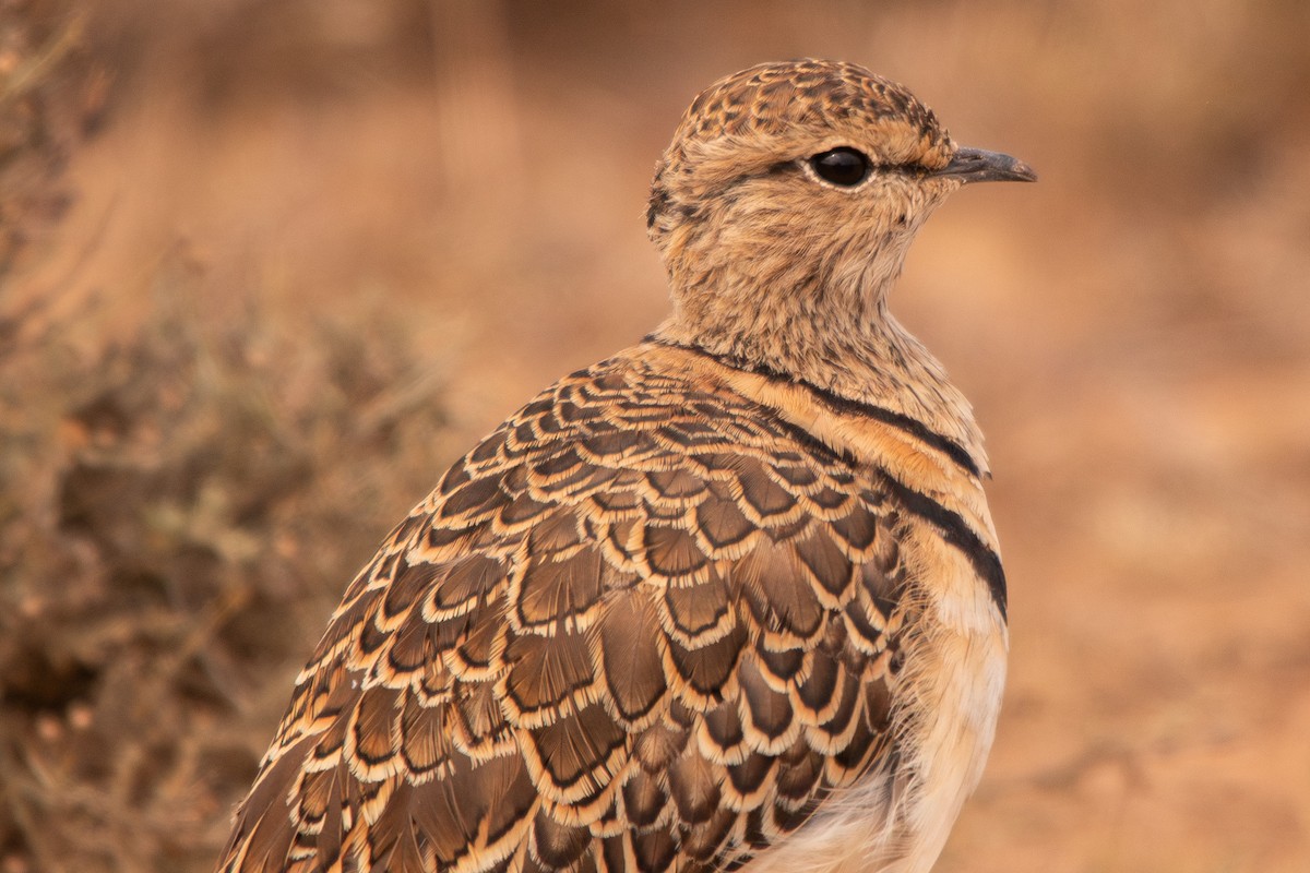 Double-banded Courser - ML612836921