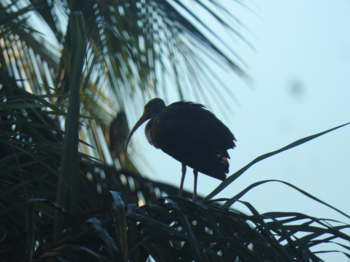 White Ibis - ML612836944