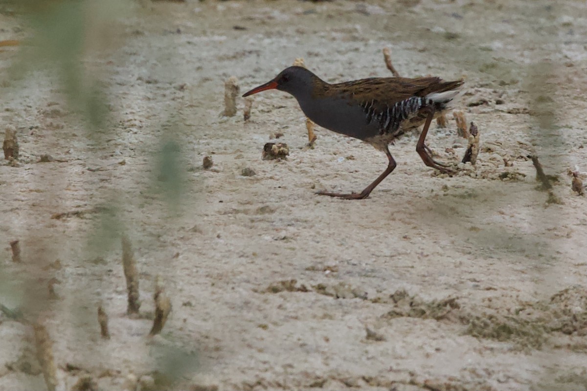 Water Rail - ML612837071