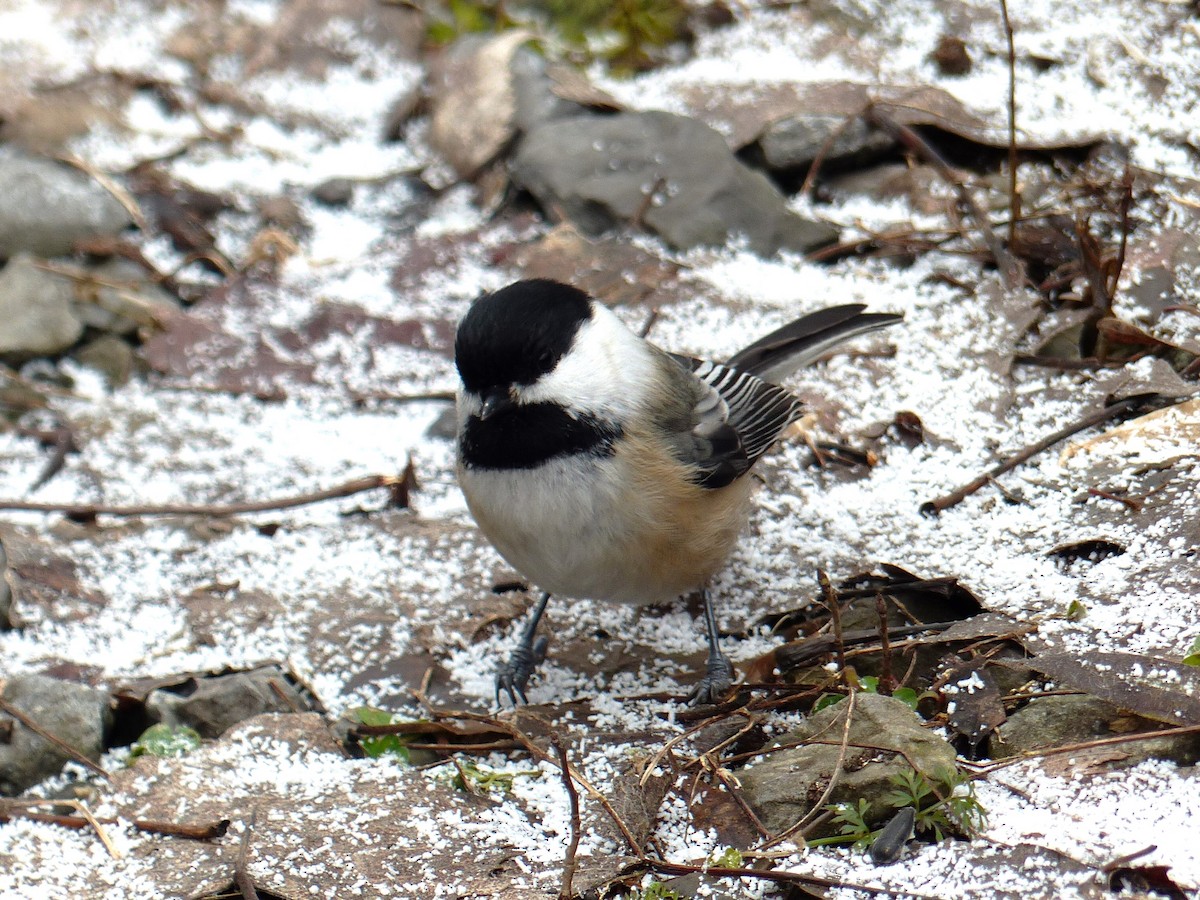 Black-capped Chickadee - Louise Choquette