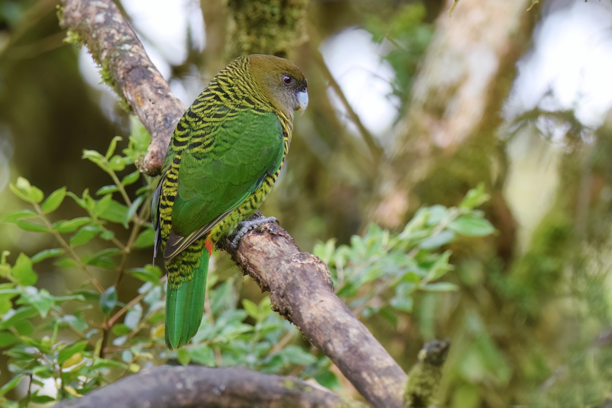 Brehm's Tiger-Parrot - ML612837207