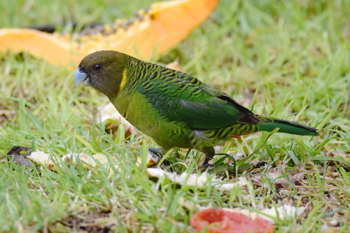 Brehm's Tiger-Parrot - Vincent van der Spek