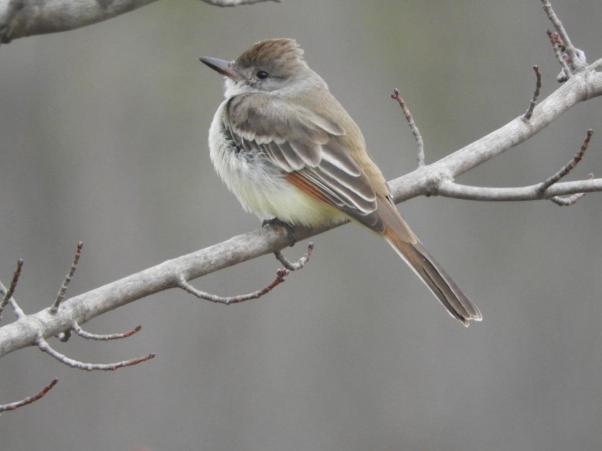 Ash-throated Flycatcher - John Vassallo