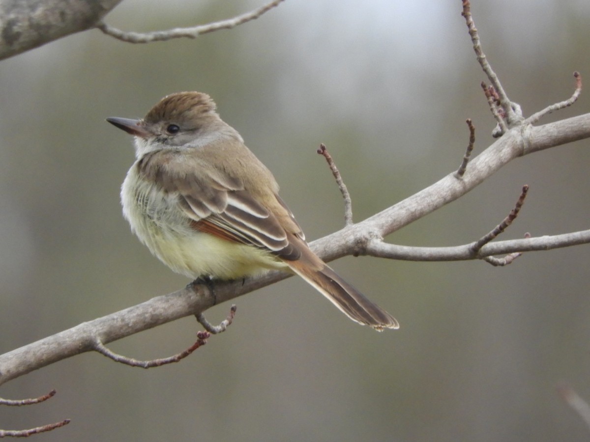 Ash-throated Flycatcher - ML612837218