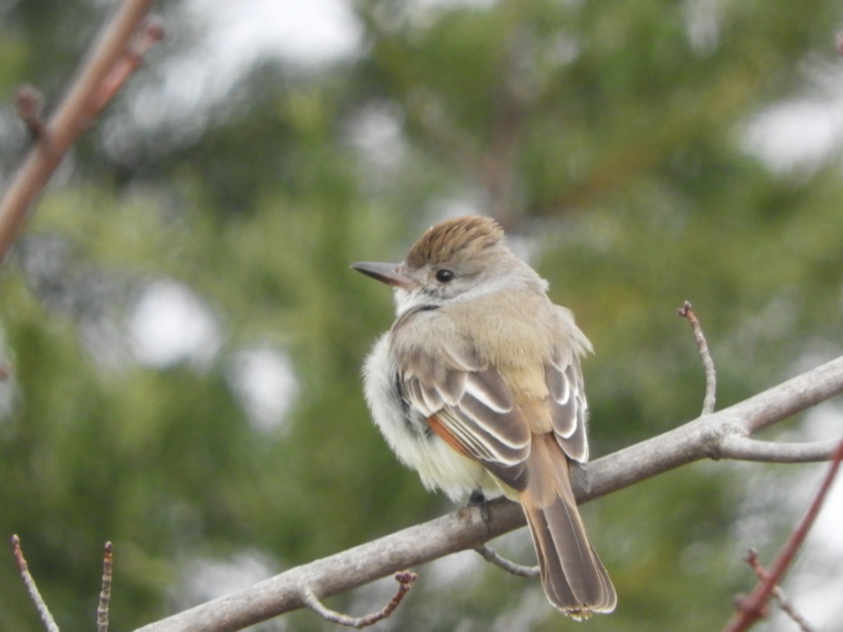 Ash-throated Flycatcher - ML612837219