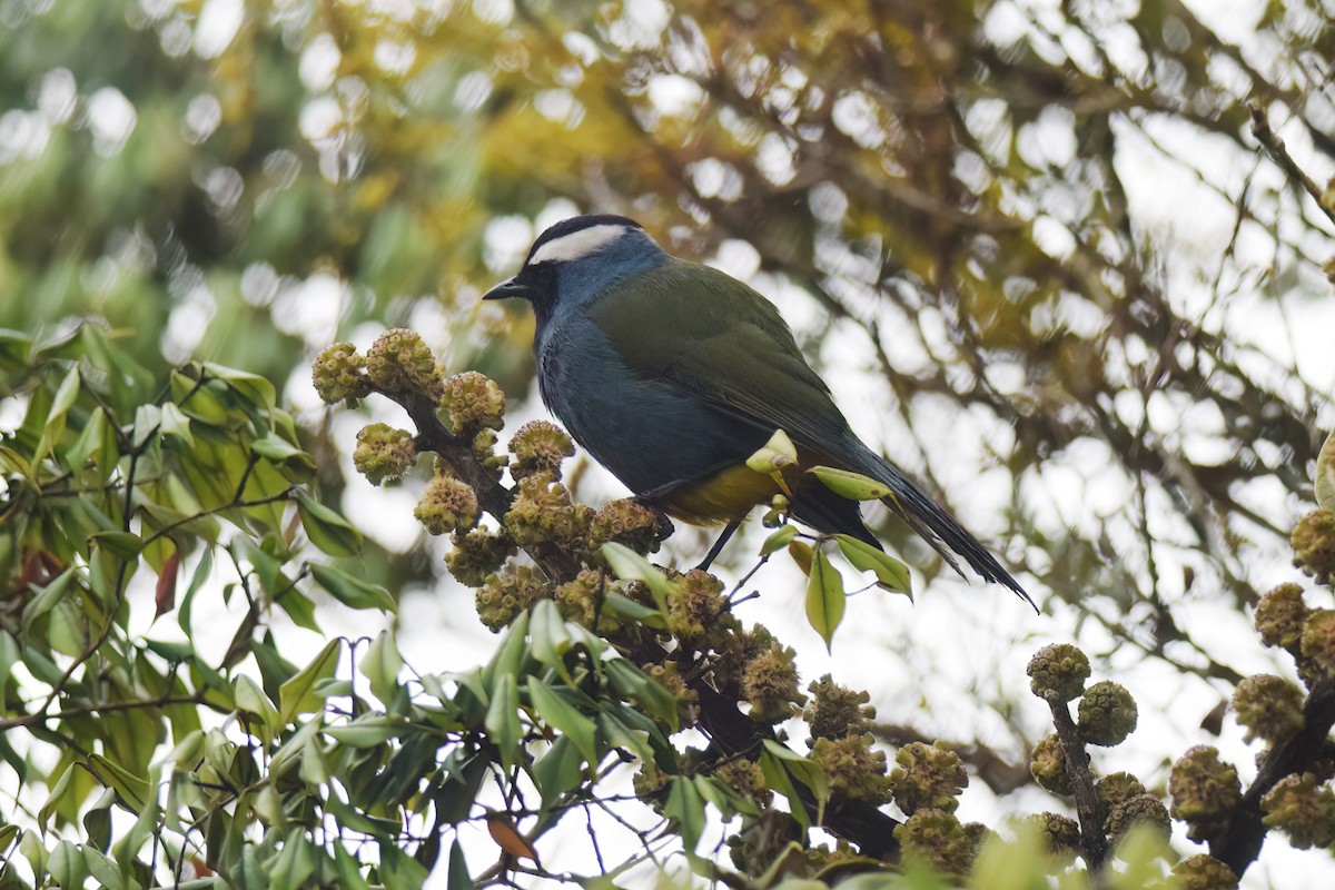 Eastern Crested Berrypecker - ML612837247