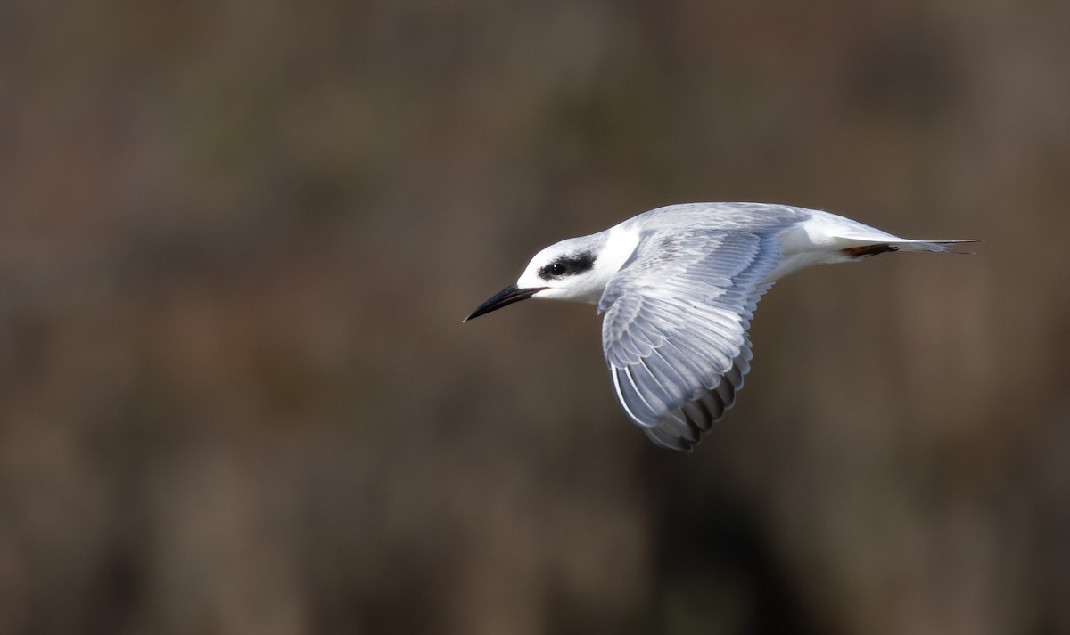 Forster's Tern - Mark Moeller