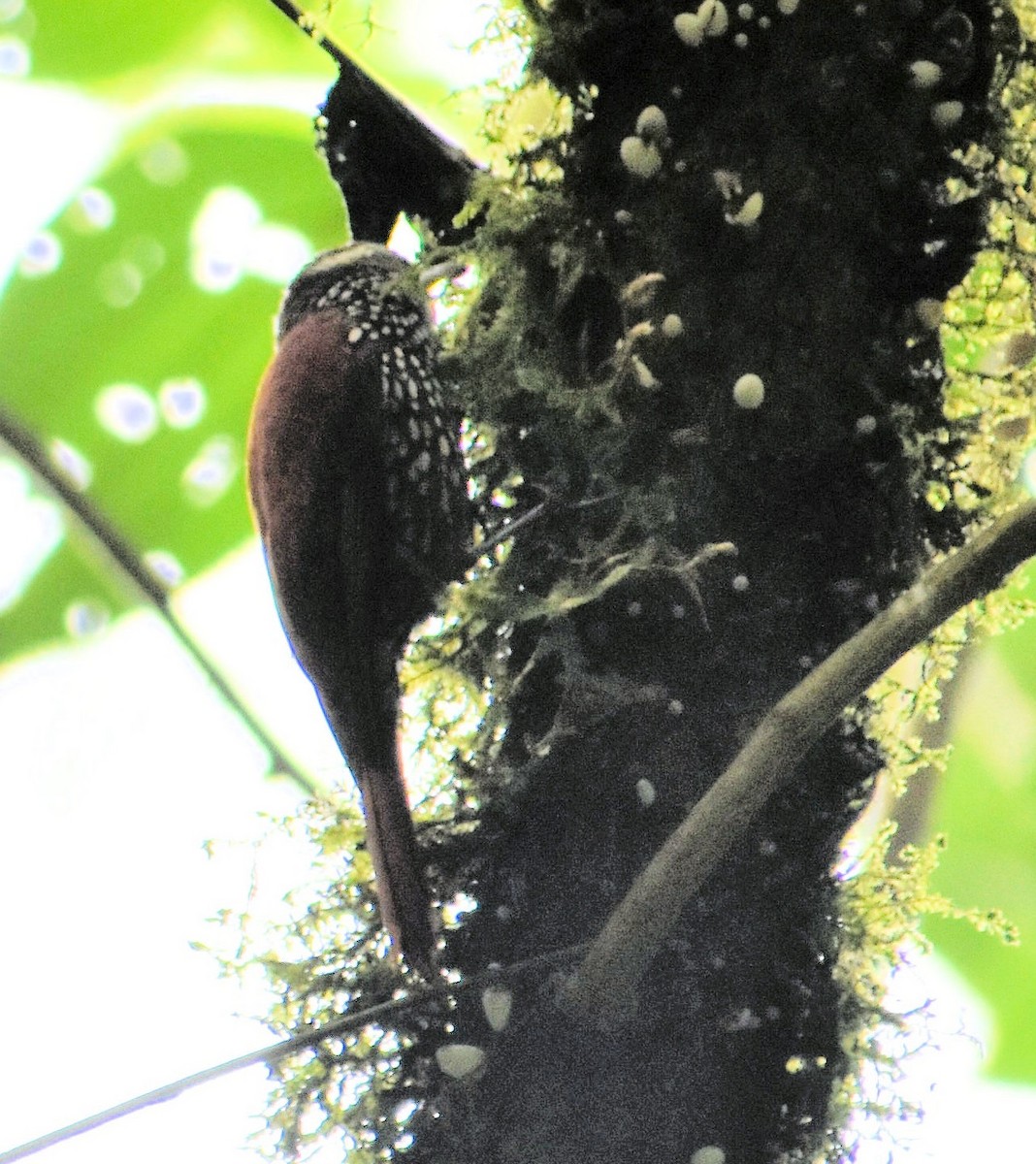 Pearled Treerunner - Troy Blodgett