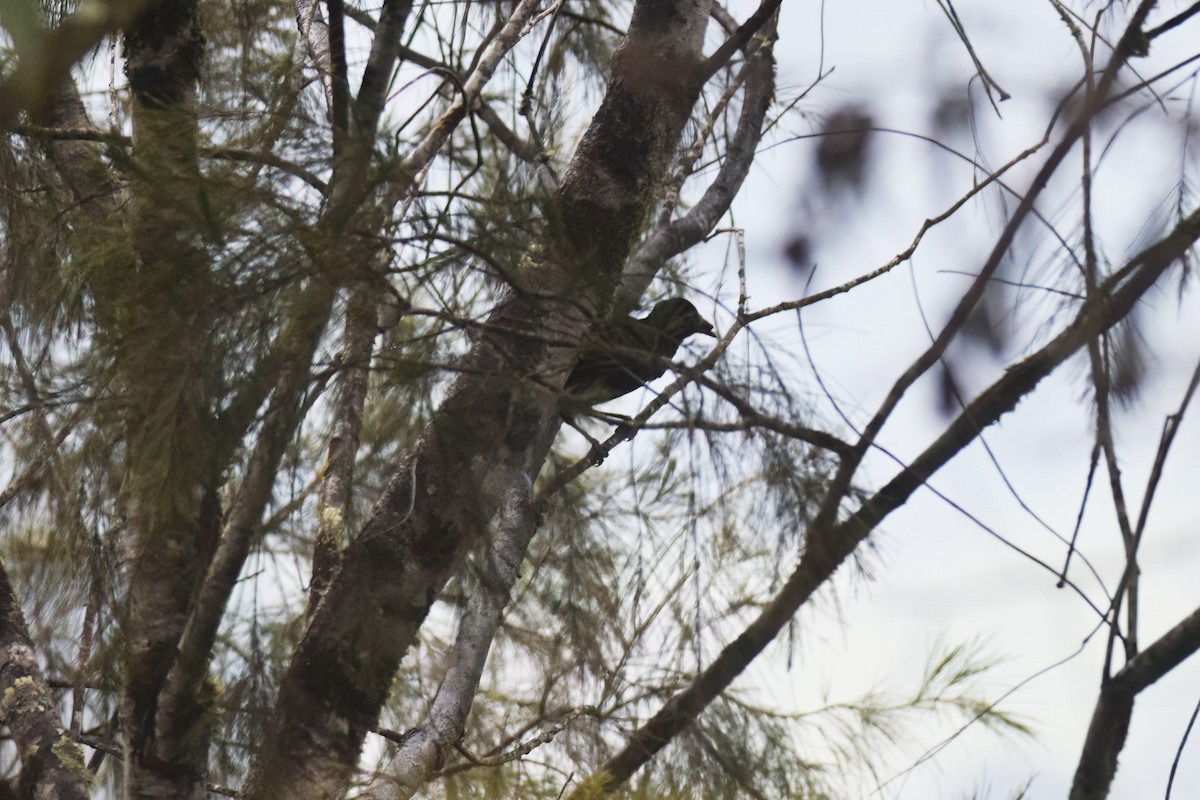 Lawes's Parotia - ML612837419